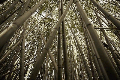 Nuturing Nature - Seven Samurai